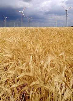 Grain Field Drucke: Renewable energy, wind
