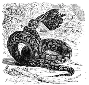 Vintage Wildlife Artwork Drucke: Reptiles, african rock python (Python sebae)