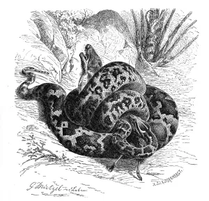 Constrictor Snakes Drucke: Reptiles, Bright indian python (Python molurus) is a species of snake in the python family