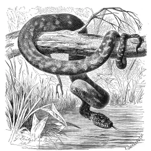 Gerahmter Druck : Schlangen, Riesenadlerschlange, Diamantenschlangengiftviper Gerahmter Druck : Schlangen, Riesenadlerschlange, Diamantenschlangengiftviper