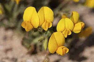 Yellow Inflorescence Plant Drucke: Restharrow ( Ononis hebecarpa )