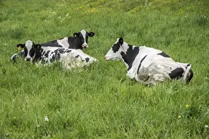 Scandinavian Livestock Farming Drucke: Resting black and white cattle