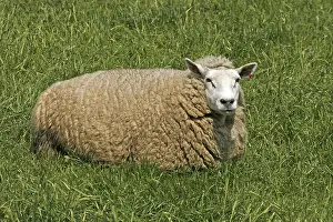 Livestock Breedings Drucke: Resting sheep