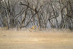 Feliformia Mammal Conservation Drucke: Resting tiger in a dry forest setting with leafless trees