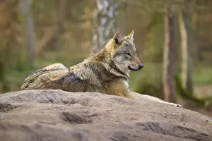 Gray Wolf In Germany Drucke: Resting wolf on a hill in the forest