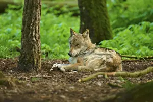 Wildlife Animals In Germany Drucke: A resting wolf lies in the forest next to a tree