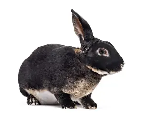 Studio Shot Of A Pet Drucke: Rex rabbit sitting against white background