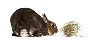 Bright White Studio Photography Drucke: Rex Rabbit against white background
