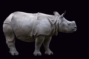 Drucke von Rhinoceros auf schwarzem Hintergrund Spitzmaulnashorn Drucke: Rhinoceros auf schwarzem Hintergrund.
