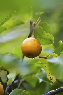 Deserted Fruit Stand Drucke: Rhino pears on the tree