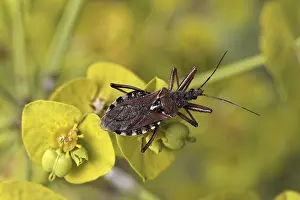 Deserted Habitat Drucke: Rhinocoris cuspidatus, predatory bug - Rhinocoris cuspidatus