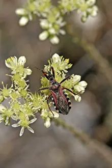 Animal Wildlife Images Drucke: Rhinocoris erythropus, predatory bug