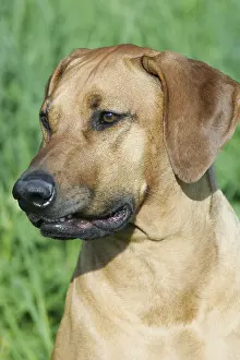 Drucke von Rhodesischer Ridgeback Rhodesian Ridgeback Drucke: Rhodesischer Ridgeback