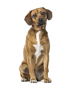Rhodesian Ridgeback Drucke: Rhodesian ridgeback sitting, isolated on white