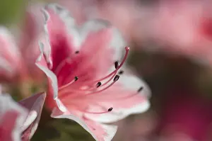 Pink Flowering Bush Drucke: Rhododendron