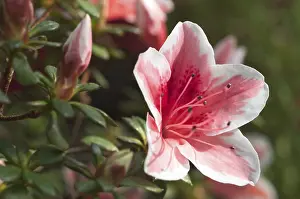 Pink Flowering Bush Drucke: Rhododendron