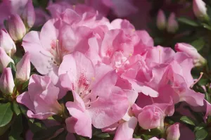 Pink Flowering Bush Drucke: Rhododendron