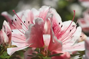 Pink Flowering Bush Drucke: Rhododendron