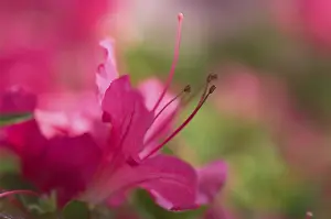 Detailed Petal View Drucke: Rhododendron