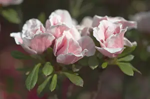 Pink Flowering Bush Drucke: Rhododendron