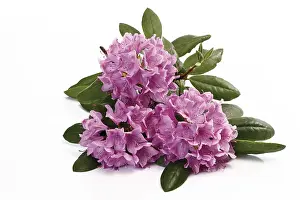 Botanical Still Life Photography Drucke: Rhododendron
