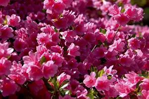Botanical Garden Flowers Drucke: Rhododendron