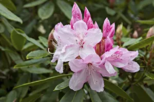 Rhododendron Inflorescence Drucke: Rhododendron blossoms in spring