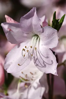 Rhododendron Bloom Germany Drucke: Rhododendron in spring, Germany