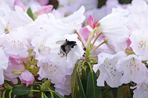 Empty Landscape With Blooming Flowers Drucke: Rhododendron in spring, Germany