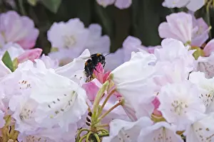 Central Europe Spring Flowers Drucke: Rhododendron in spring, Germany
