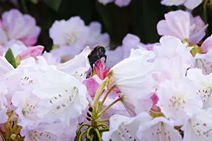 Central Europe Spring Flowers Drucke: Rhododendron in spring, Germany