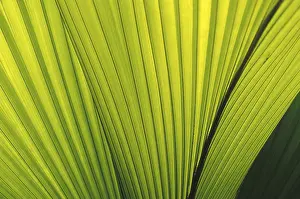 Palm Leaf Structure Drucke: Rib structure of palm leaf (Coco de Mer)