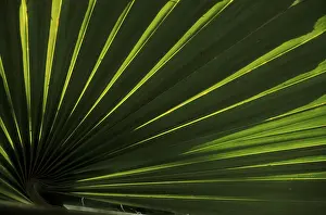 Palm Leaf Structure Drucke: Rib structure of palm leaf (Coco de Mer)