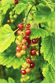 Ribes Rubrum Plant Drucke: Ribes rubrum, shrub with berries