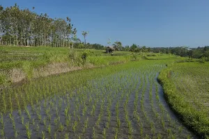 True Grass Landscape Drucke: Rice fields in Bali, Indonesia