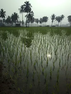 Atmospheric Evening Light Photography Drucke: Rice fields at sunset evening light