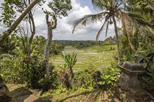 Atmospheric Evening Sky Photography Drucke: Rice terraces in the evening light
