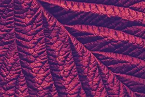 Detailed Macro Photography Drucke: Rich maroon macro leaf texture