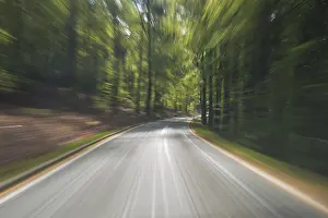 Horse Riding In Bavaria Drucke: Ride on road through spring forest