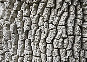 No People Close Up Shot Drucke: Rind closeup background