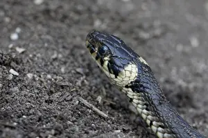 No People In The Wild Drucke: ring snake