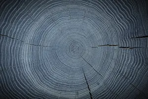 Deciduous Tree Profile Drucke: Ring Structure Of The End Cut Of An Stained Oak Trunk