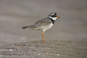 Drucke von Ringpfeifer (Charadrius hiaticula), Männchen, Strand, Houvig, Nordsee, Dänemark Sandregenpfeifer Drucke: Ringralle (Charadrius hiaticula)