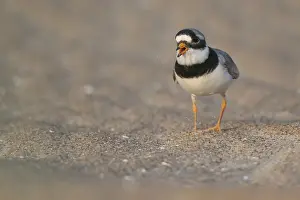 Drucke von Ringralle (Charadrius hiaticula), Männchen, Strand, Houvig, Nordsee, Dänemark Sandregenpfeifer Drucke: Ringralle (Charadrius hiaticula)
