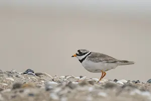 Scandinavian Nature Photography Drucke: Ringed Plover (Charadrius hiaticula)