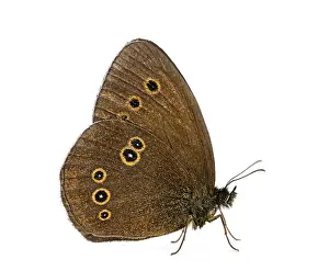 Aphantopus Hyperantus Drucke: Ringlet, Aphantopus hyperantus in front of a white background