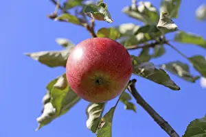 Deserted Orchard Drucke: Ripe apple on the tree