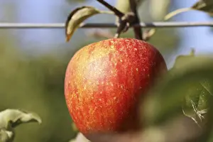 Deciduous Tree Fruit Drucke: Ripe apple on the tree