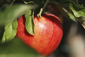 Orange Colored Fruit Drucke: Ripe apple on the tree