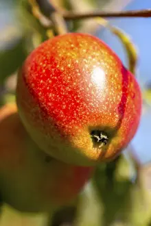 Deciduous Tree Detail Drucke: Ripe apple on the tree